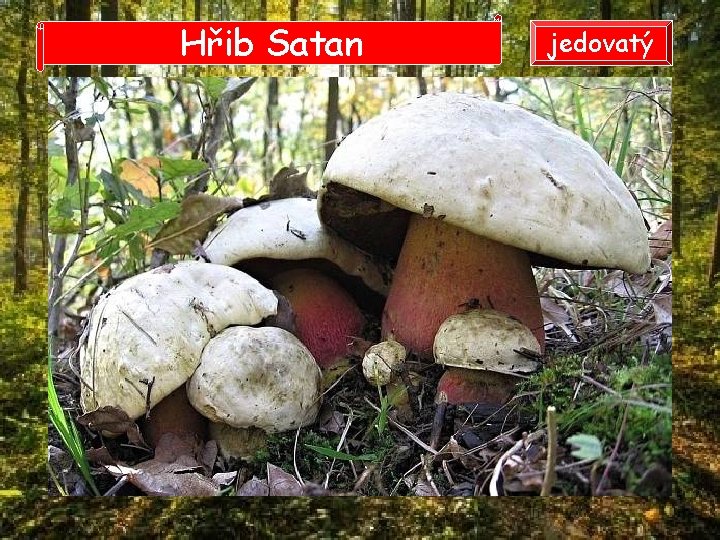 Hřib Satan jedovatý Hřib Satan jedovatý