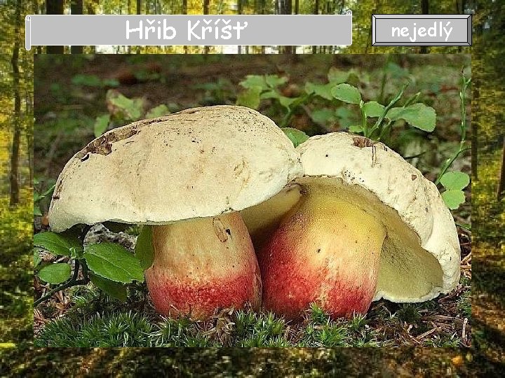 Hřib Kříšť nejedlý Hřib Kříšť nejedlý