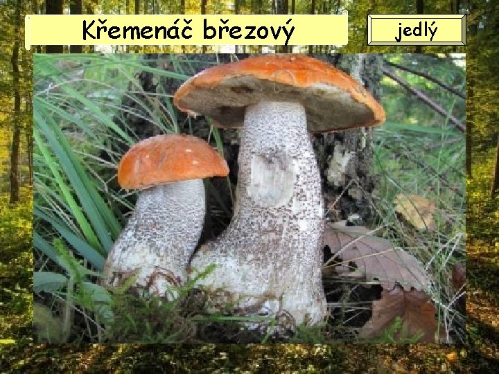 Křemenáč březový jedlý 