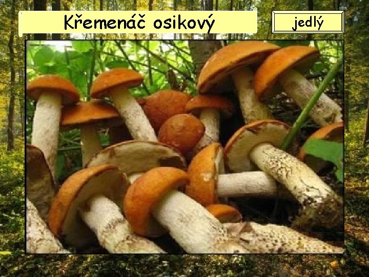 Křemenáč osikový jedlý Křemenáč osikový jedlý