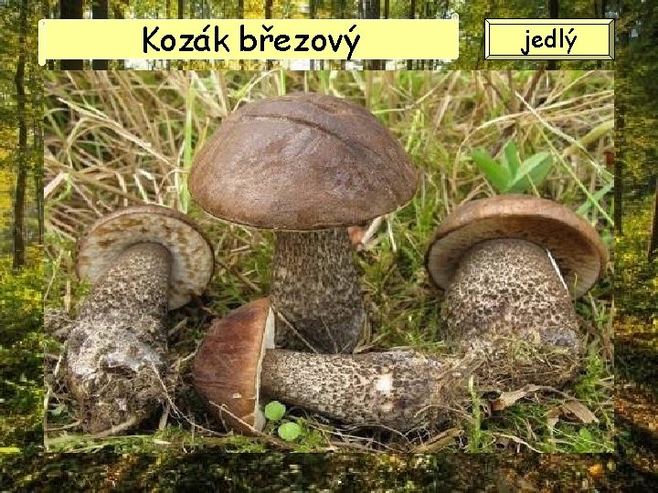 Kozák březový jedlý Kozák březový jedlý