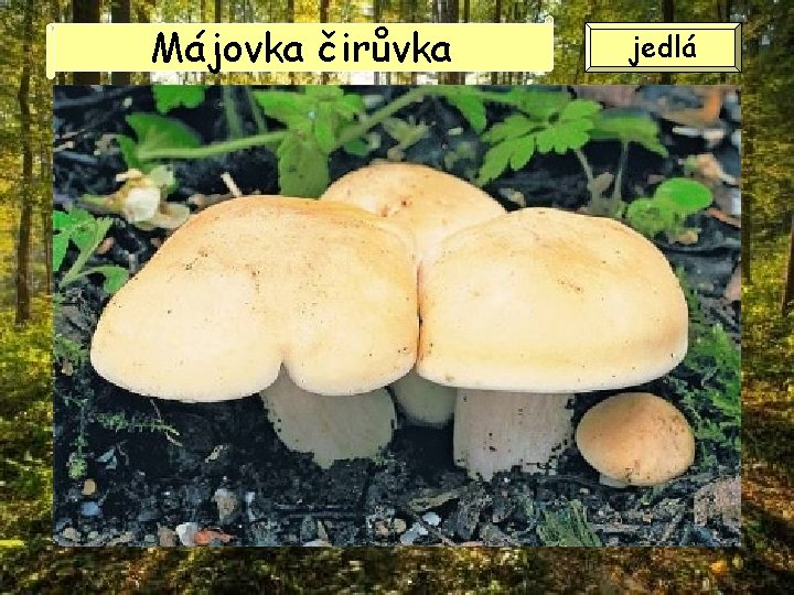 Májovka čirůvka jedlá Májovka čirůvka jedlá