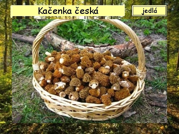 Kačenka česká jedlá 