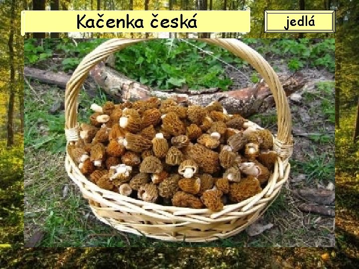 Kačenka česká jedlá Kačenka česká jedlá