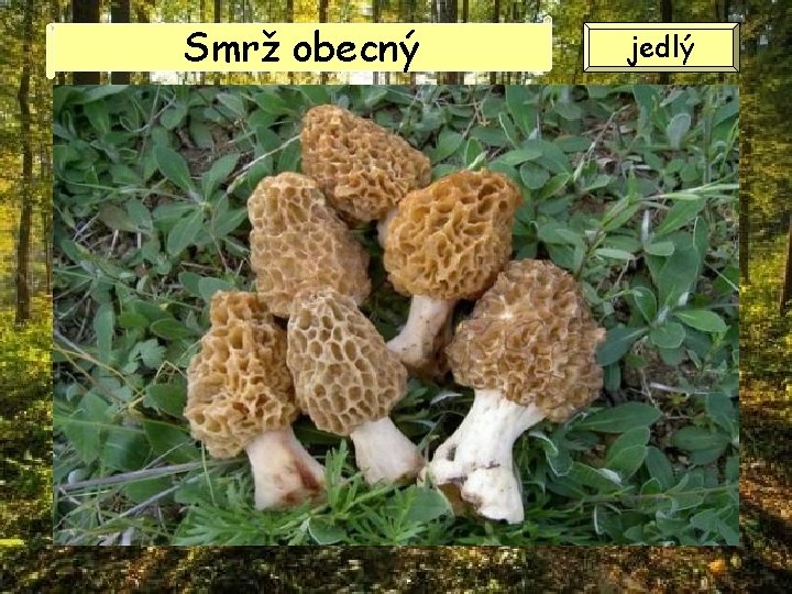 Smrž obecný jedlý Smrž obecný jedlý