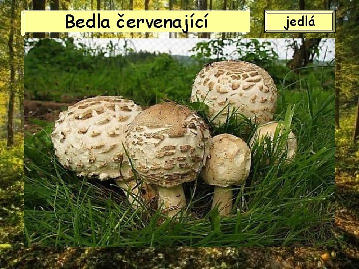 Bedla červenající jedlá 