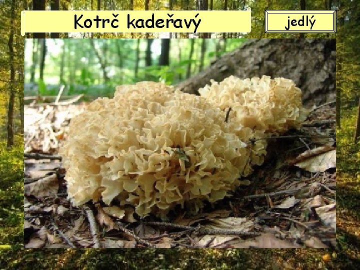 Kotrč kadeřavý jedlý Kotrč kadeřavý jedlý