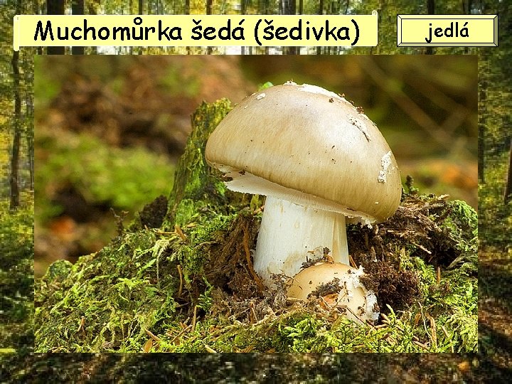 Muchomůrka šedá (šedivka) jedlá 