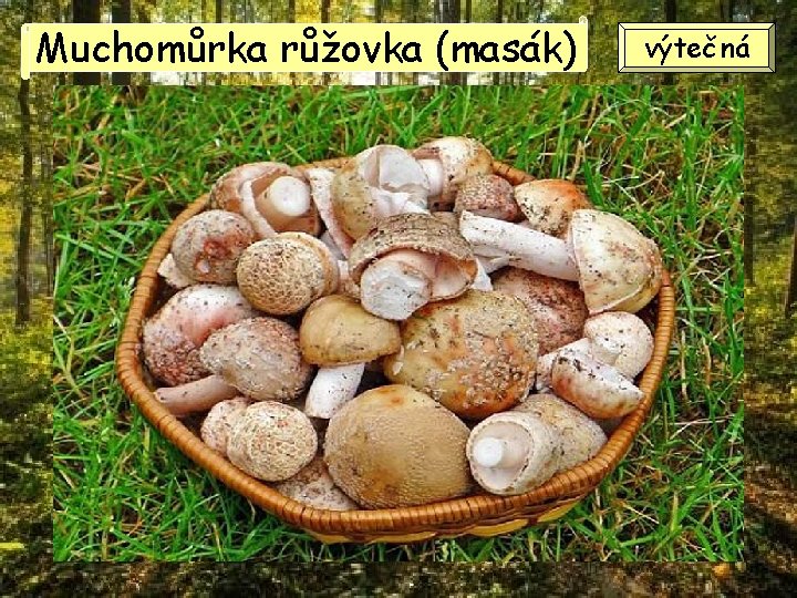 Muchomůrka růžovka (masák) výtečná 