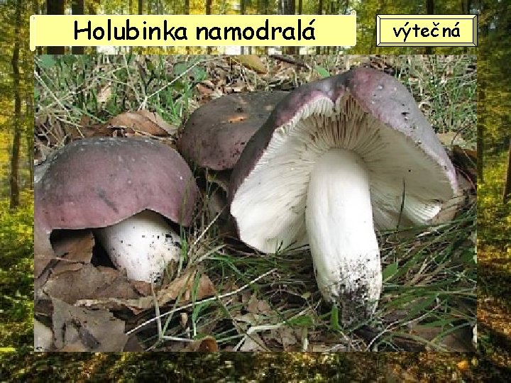 Holubinka namodralá výtečná 