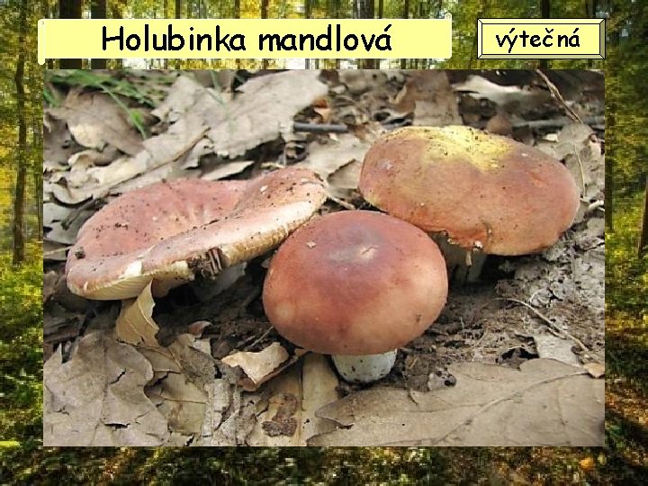 Holubinka mandlová výtečná Holubinka mandlová výtečná