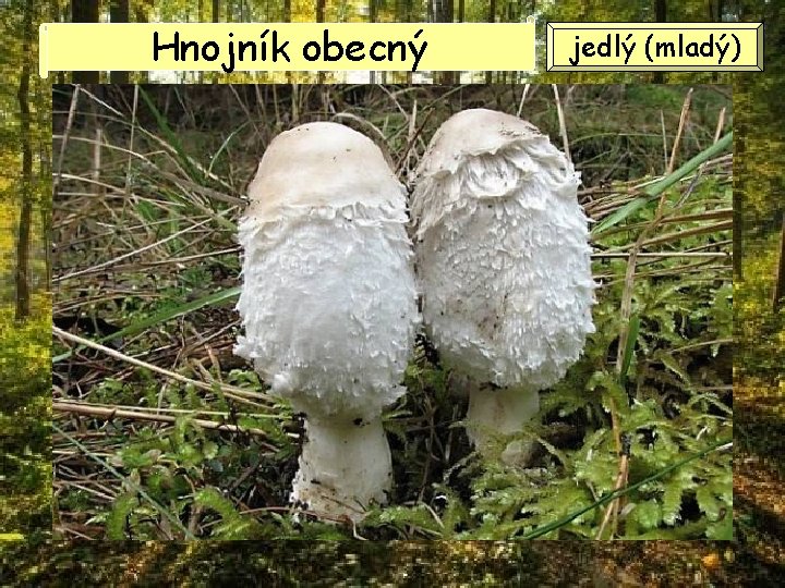 Hnojník obecný jedlý (mladý) Hnojník obecný jedlý (mladý)