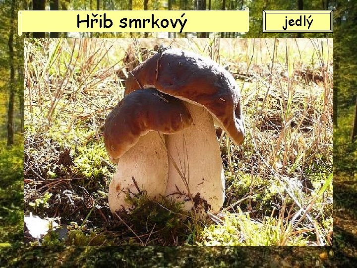 Hřib smrkový jedlý Hřib smrkový jedlý