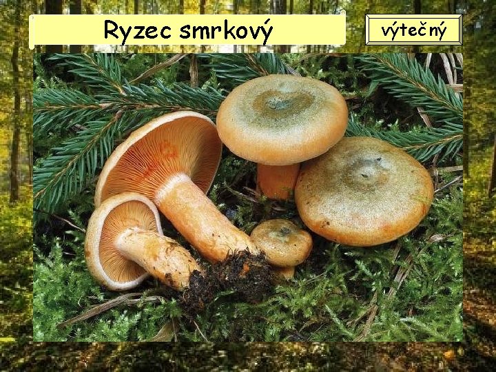 Ryzec smrkový výtečný Ryzec smrkový výtečný