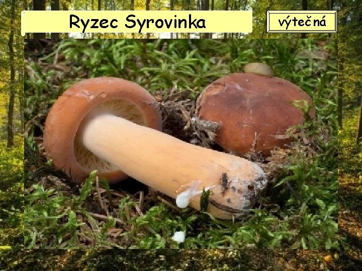 Ryzec Syrovinka výtečná Ryzec Syrovinka výtečná