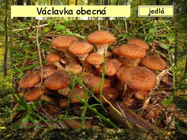 Václavka obecná jedlá Václavka obecná jedlá