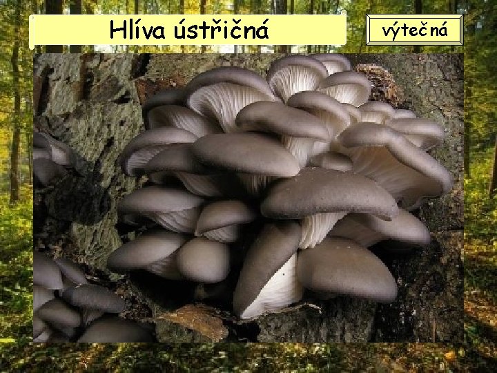 Hlíva ústřičná výtečná Hlíva ústřičná výtečná