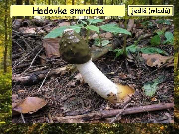 Hadovka smrdutá jedlá (mladá) Hadovka smrdutá jedlá (mladá)