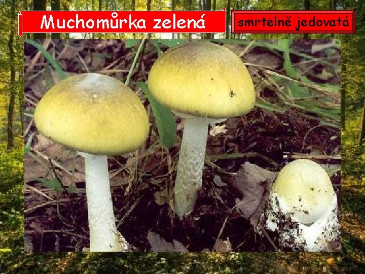 Muchomůrka zelená smrtelně jedovatá Muchomůrka zelená smrtelně jedovatá
