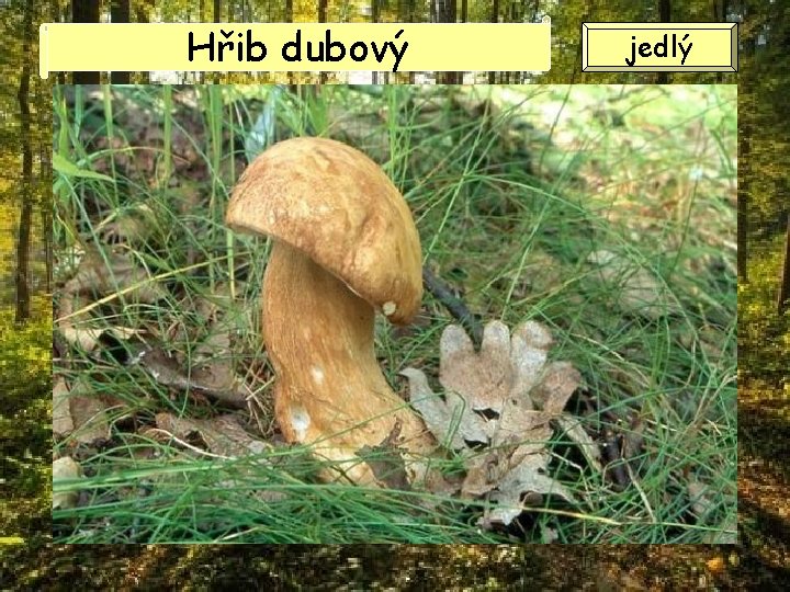 Hřib dubový jedlý Hřib dubový jedlý