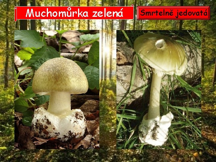 Muchomůrka zelená Smrtelně jedovatá Muchomůrka zelená Smrtelně jedovatá
