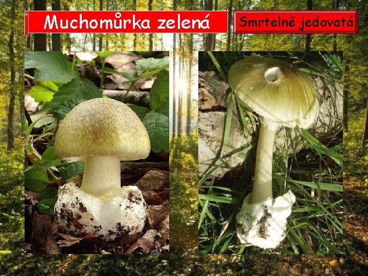 Muchomůrka zelená Smrtelně jedovatá 