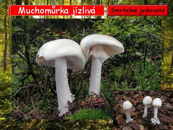 Muchomůrka jízlivá Smrtelně jedovatá Muchomůrka jízlivá Smrtelně jedovatá
