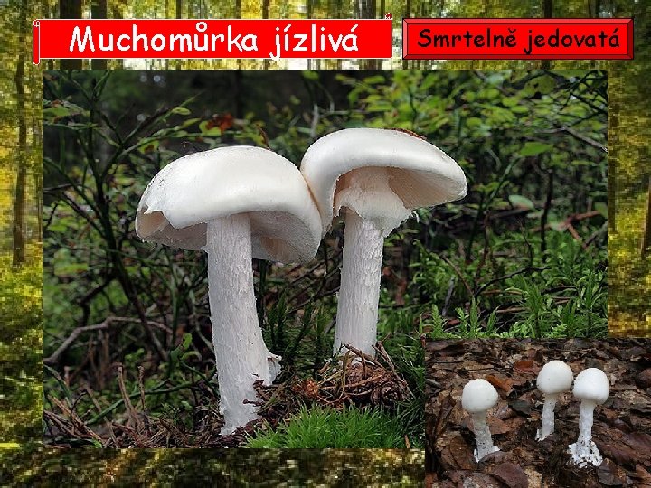 Muchomůrka jízlivá Smrtelně jedovatá 