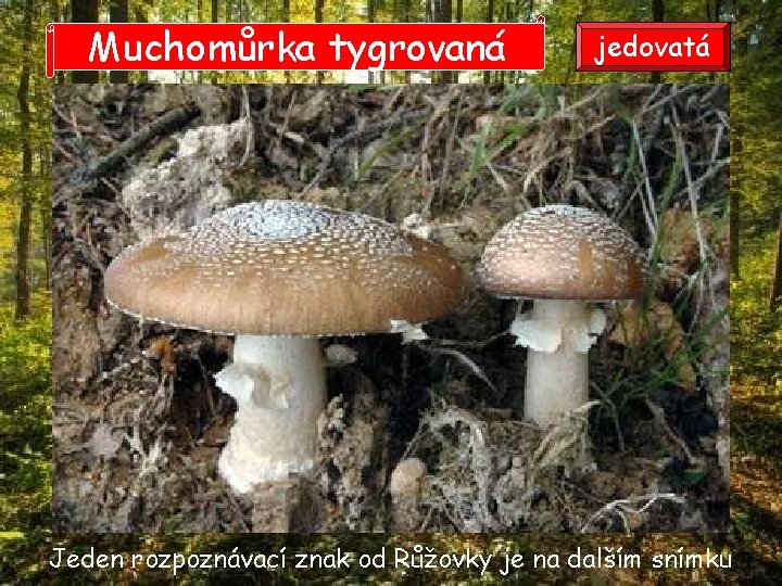 Muchomůrka tygrovaná jedovatá Jeden rozpoznávací znak od Růžovky je na dalším snímku Muchomůrka tygrovaná jedovatá Jeden rozpoznávací znak od Růžovky je na dalším snímku