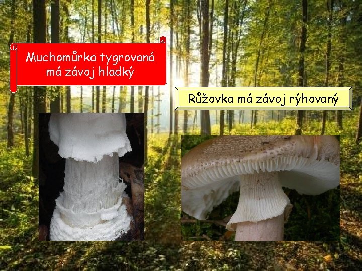Muchomůrka tygrovaná má závoj hladký Růžovka má závoj rýhovaný Muchomůrka tygrovaná má závoj hladký Růžovka má závoj rýhovaný