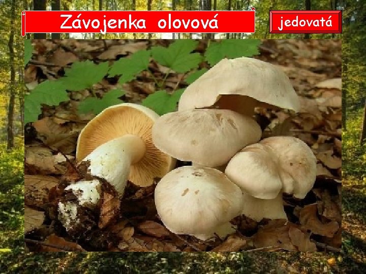 Závojenka olovová jedovatá Závojenka olovová jedovatá