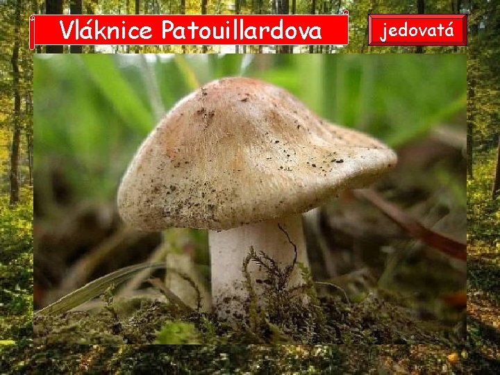 Vláknice Patouillardova jedovatá Vláknice Patouillardova jedovatá