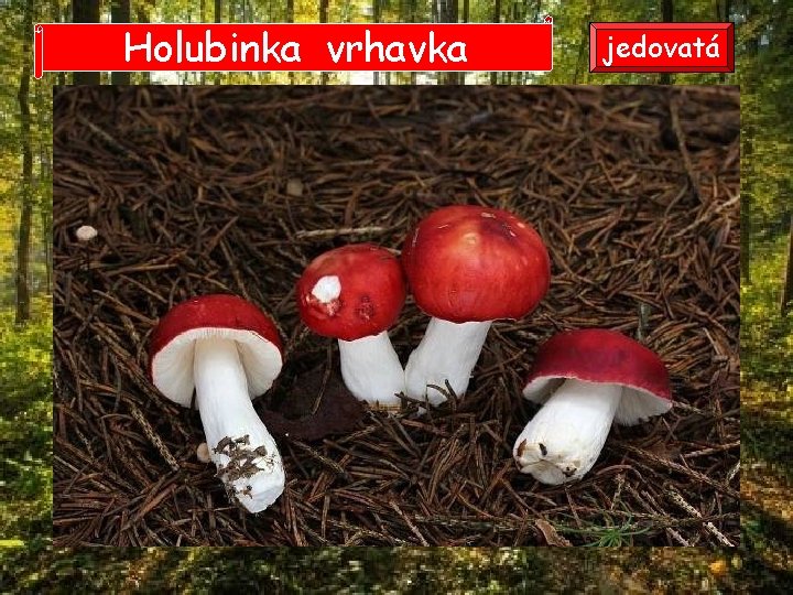 Holubinka vrhavka jedovatá Holubinka vrhavka jedovatá