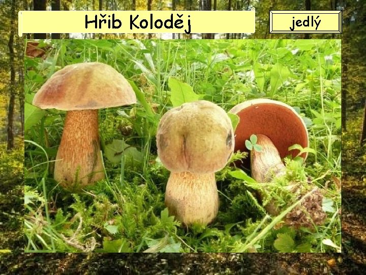 Hřib Koloděj jedlý Hřib Koloděj jedlý