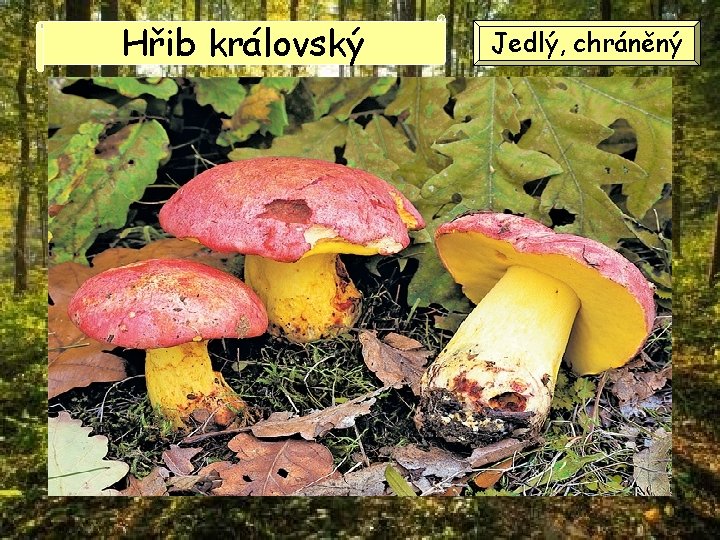 Hřib královský Jedlý, chráněný Hřib královský Jedlý, chráněný