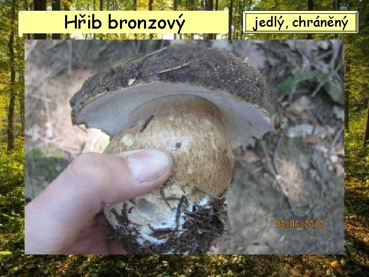 Hřib bronzový jedlý, chráněný Hřib bronzový jedlý, chráněný