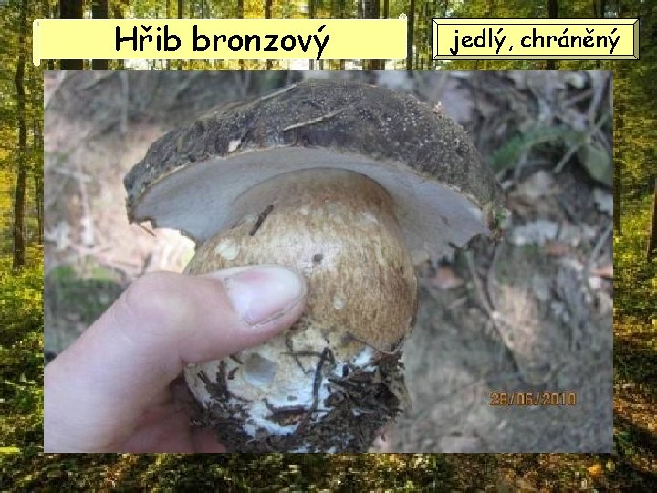 Hřib bronzový jedlý, chráněný 