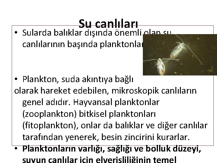 Su canlıları • Sularda balıklar dışında önemli olan su canlılarının başında planktonlar gelmektedir. •