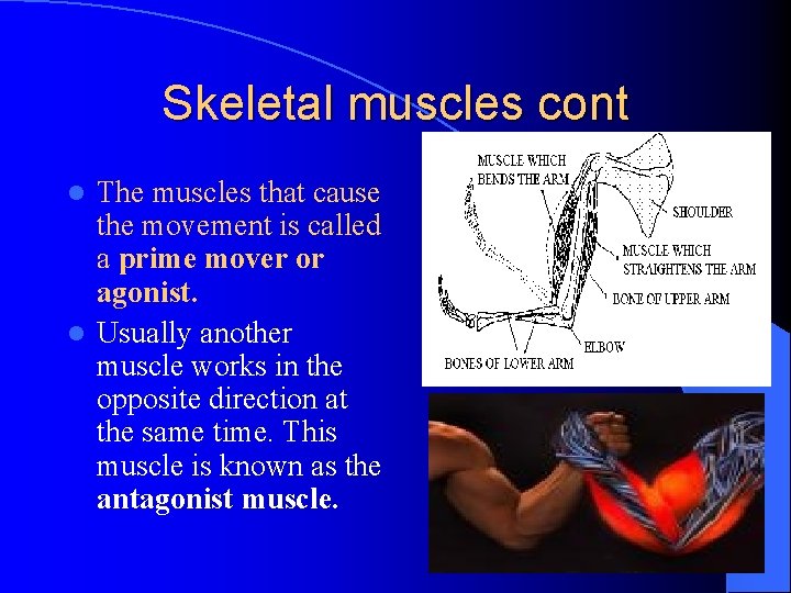 Skeletal muscles cont The muscles that cause the movement is called a prime mover
