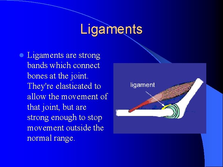 Ligaments l Ligaments are strong bands which connect bones at the joint. They're elasticated