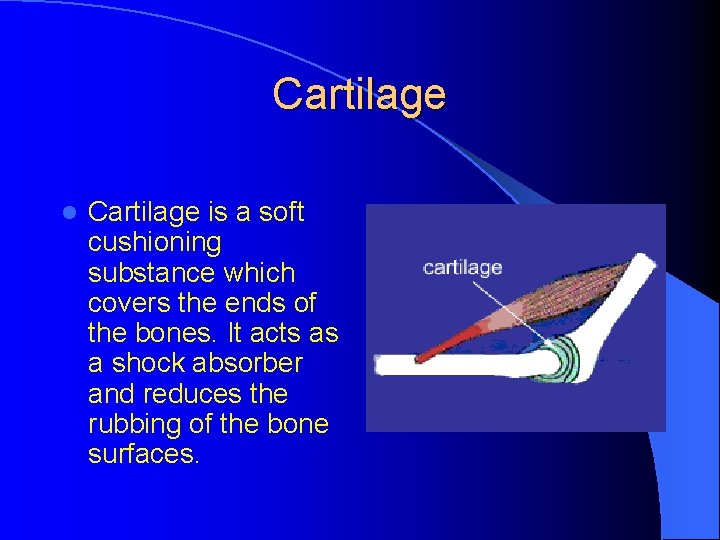 Cartilage l Cartilage is a soft cushioning substance which covers the ends of the