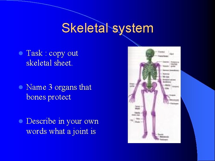 Skeletal system l Task : copy out skeletal sheet. l Name 3 organs that