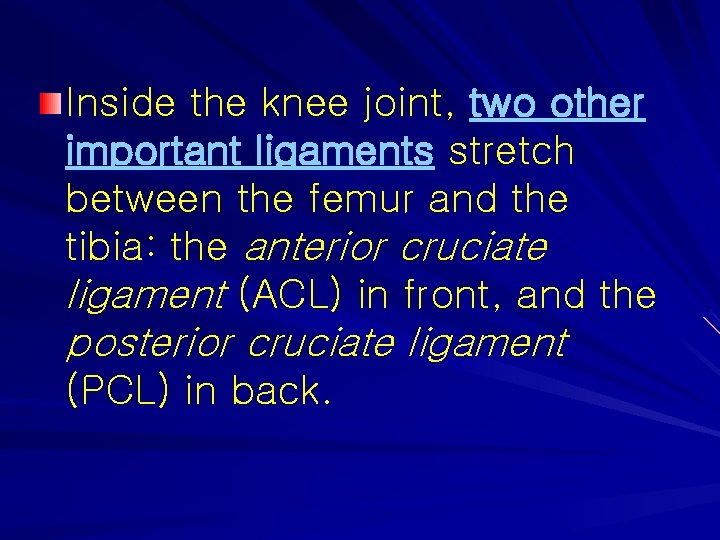 Inside the knee joint, two other important ligaments stretch between the femur and the