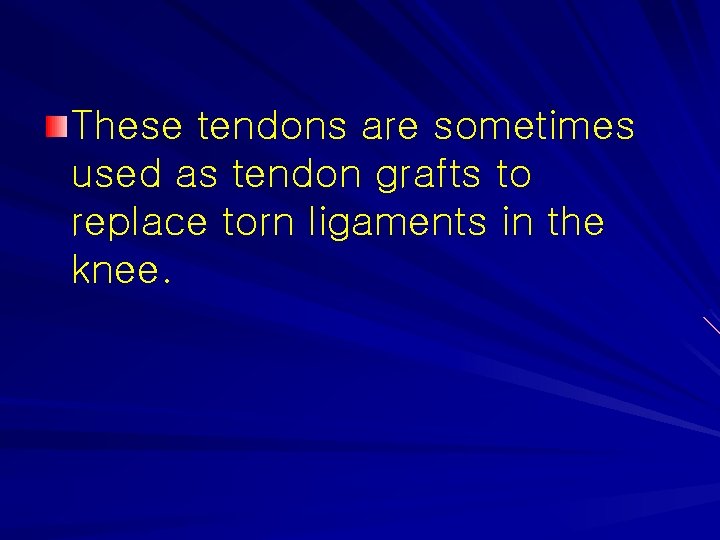 These tendons are sometimes used as tendon grafts to replace torn ligaments in the