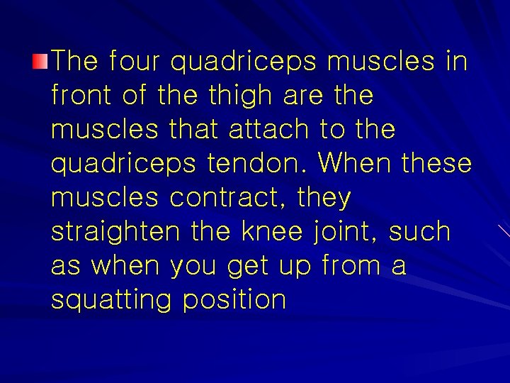 The four quadriceps muscles in front of the thigh are the muscles that attach