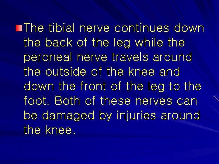The tibial nerve continues down the back of the leg while the peroneal nerve