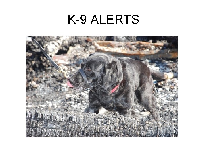 K-9 ALERTS 
