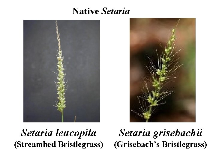 Native Setaria leucopila Setaria grisebachii (Streambed Bristlegrass) (Grisebach’s Bristlegrass) 