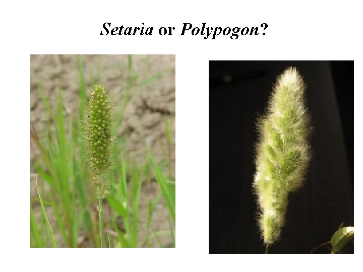 Setaria or Polypogon? 