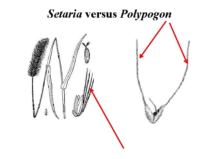 Setaria versus Polypogon 
